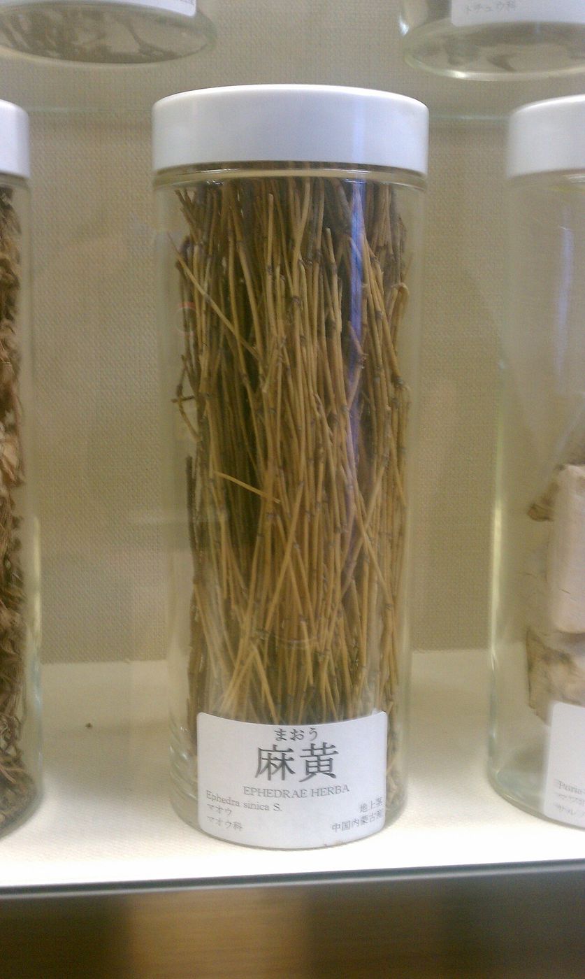 유리병에 담긴 마황(麻黄, Ephedrae Herba) 표본